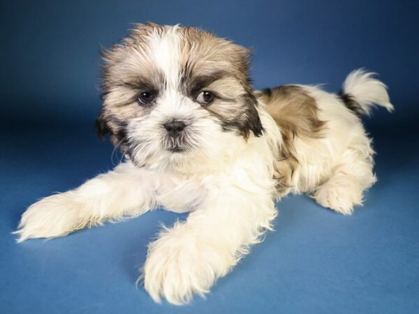 [#13639] Brown / White Female Shih Tzu Puppies For Sale