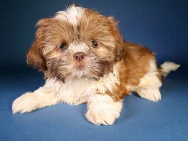 [#13640] Chocolate / White Male Shih Tzu Puppies For Sale