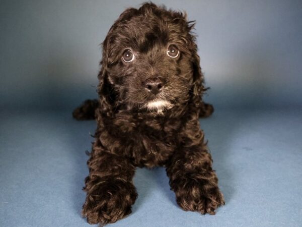 [#13641] Black Male Cavapoo Puppies For Sale