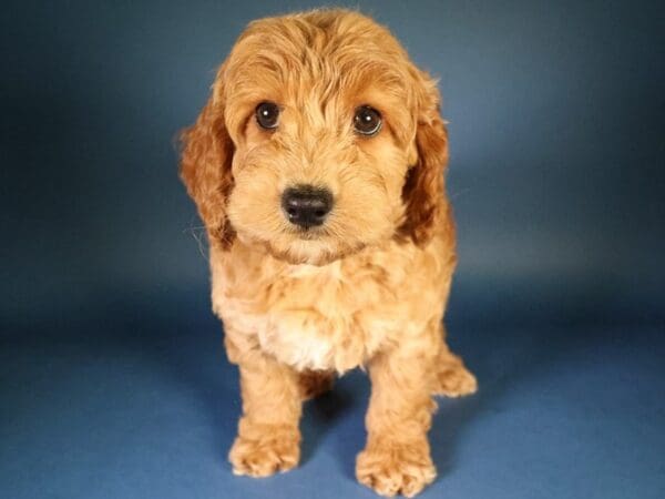 [#13642] Red Male Cockadoodle Puppies For Sale