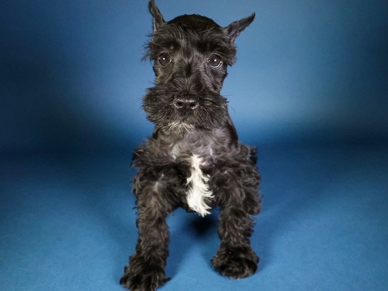 Miniature Schnauzer-Dog-Female-Black-4073279-XO PUPS