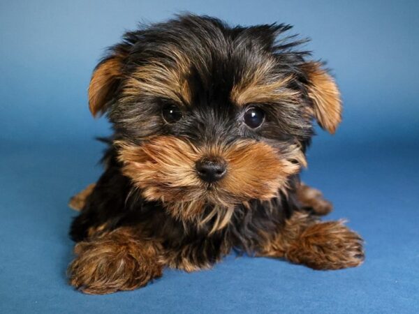 [#13658] Black/Tan Female Yorkshire Terrier Puppies For Sale