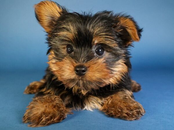 [#13657] Black/Tan Male Yorkshire Terrier Puppies For Sale