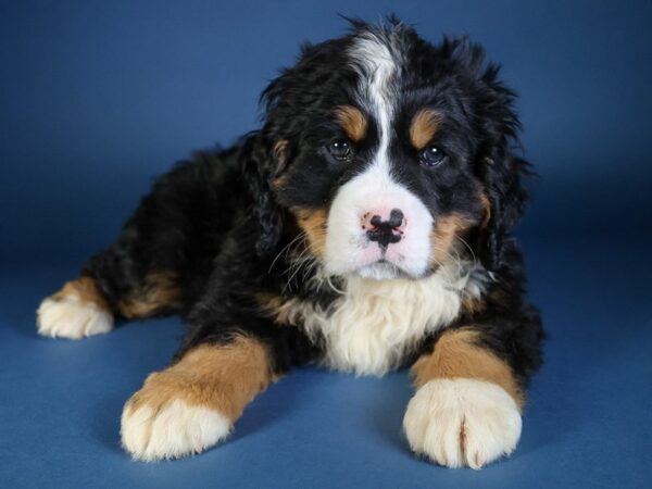 [#13654] Tri-Colored Male Miniature Bernese Mountain Dog Puppies For Sale
