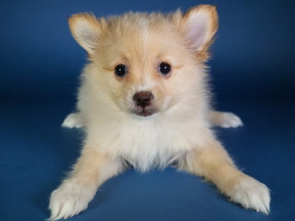 [#13650] Red / White Female Pomeranian Puppies For Sale