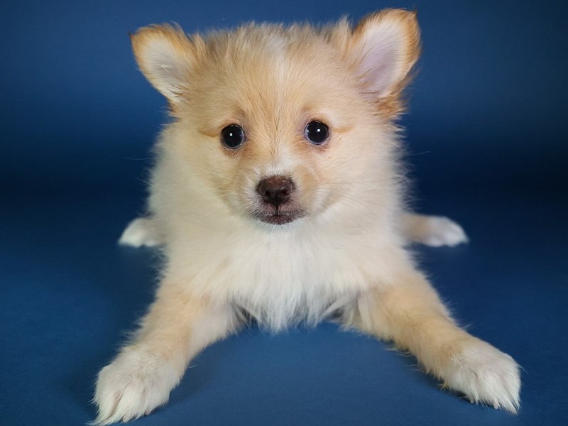 Pomeranian-Dog-Female-Red / White-4073284-XO PUPS