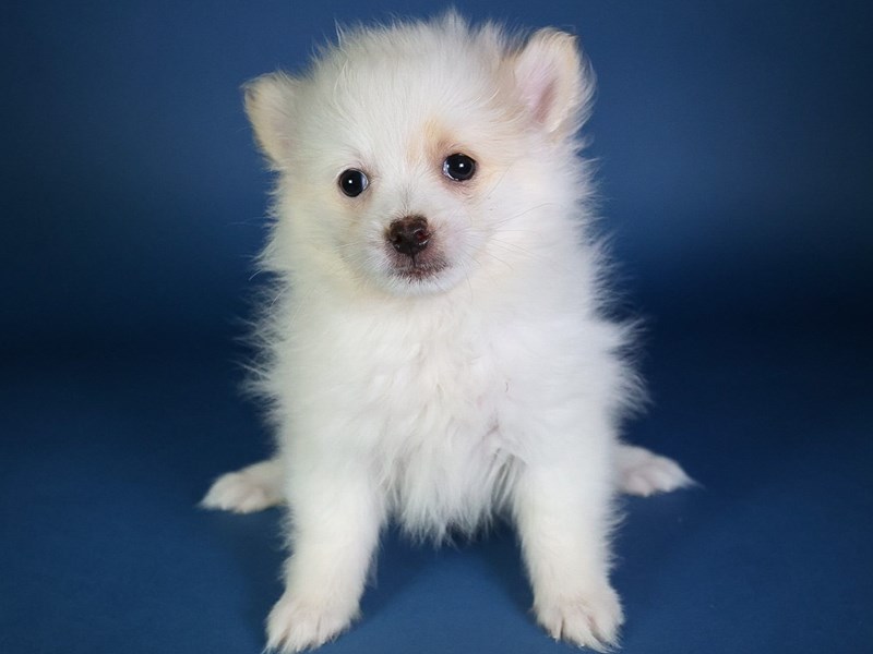 Pomeranian-Dog-Male-Cream / White-4073285-XO PUPS