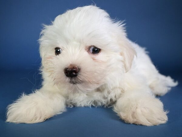 [#13652] White Male Maltese Puppies For Sale