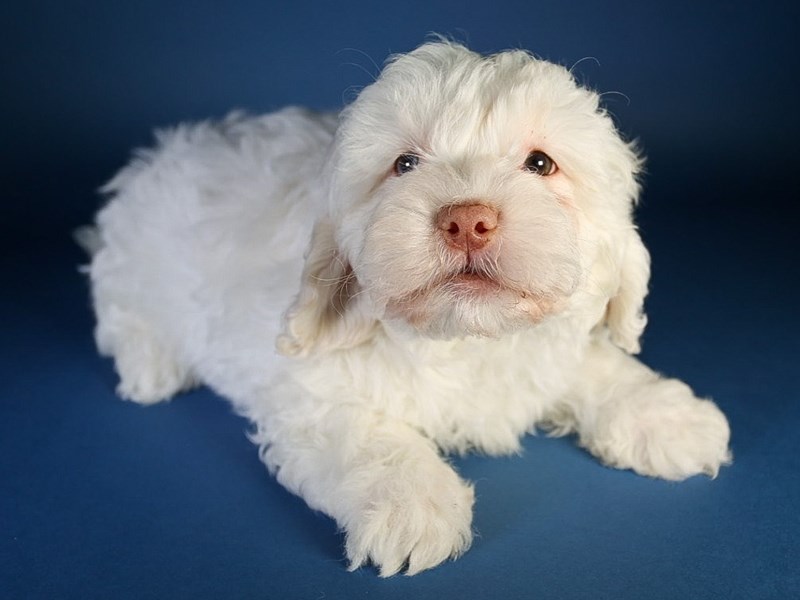 Daisy Dog-Dog-Male-White-4009237-XO PUPS