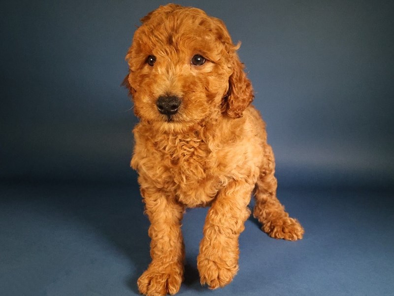 Goldendoodle Mini 2nd Gen-Dog-Male-Red-4083446-XO PUPS