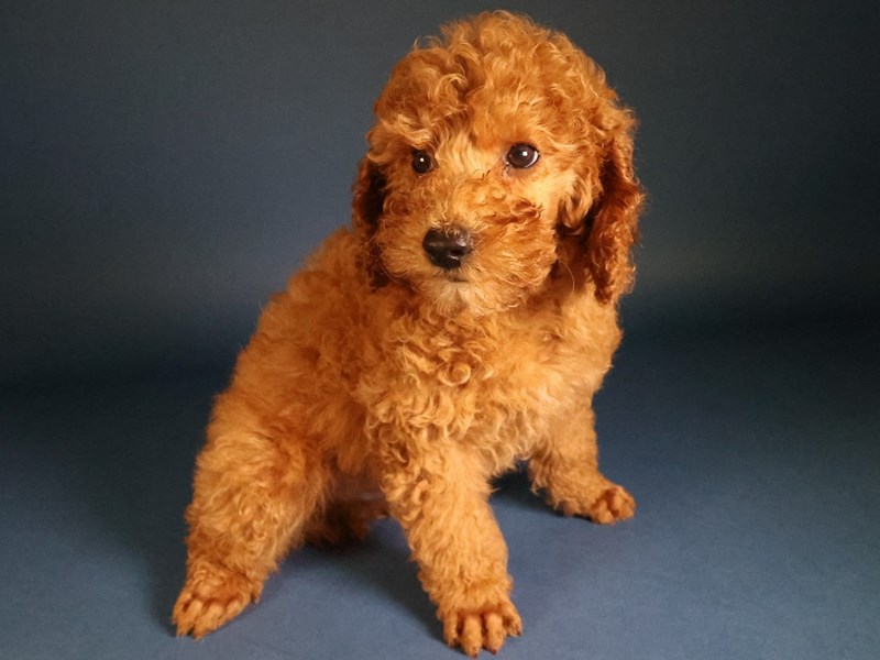 Miniature Poodle-Dog-Male-Red-4083496-XO PUPS