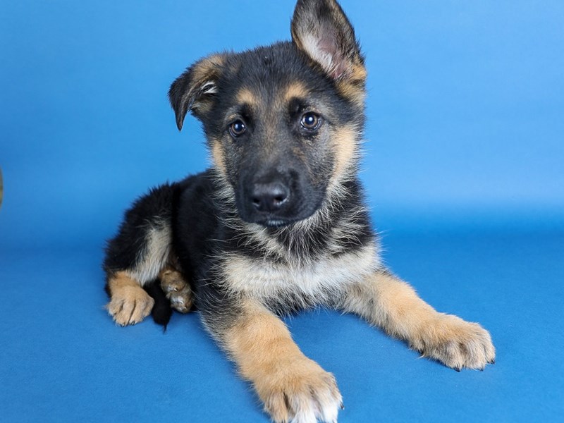 German Shepherd-Dog-Male-Black/Tan-4102262-XO PUPS