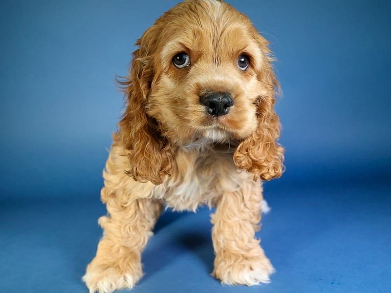 [#13659] Buff Male Cocker Spaniel Puppies For Sale #2