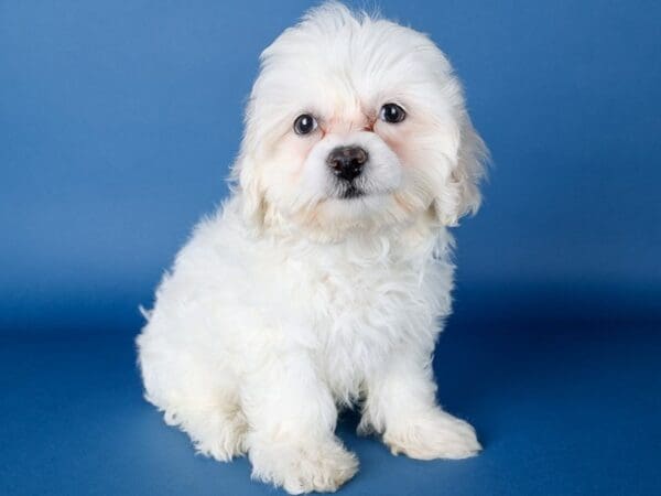 [#13667] Cream Female Teddy Bear Puppies For Sale