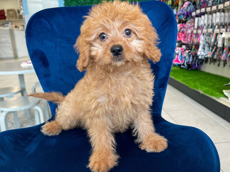 [#13637] Red Male Cavapoo Puppies For Sale #2