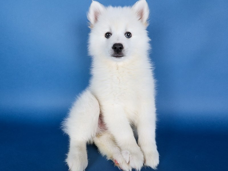 Pomsky-Dog-Female-White-4090047-XO PUPS