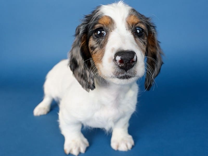 [#13687] Blue Piebald Male Dachshund Puppies For Sale #2
