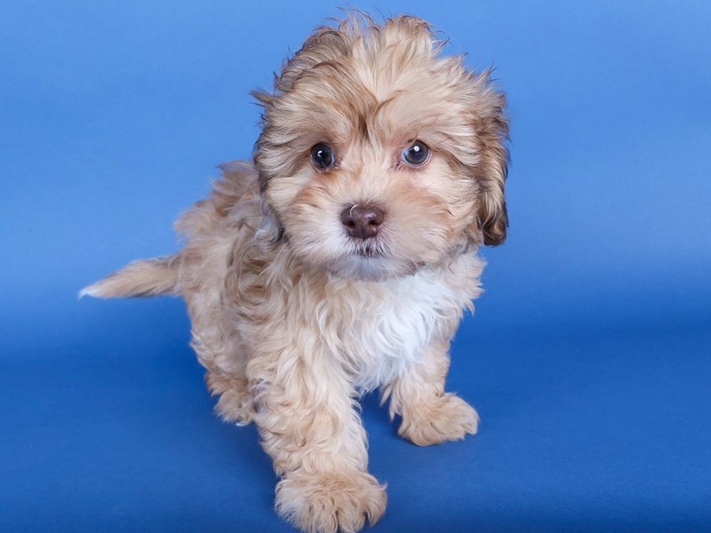 [#13689] Beige Female Shihpoo Puppies For Sale #2