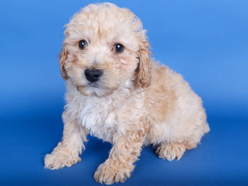 [#13691] Apricot Male Toy Poodle Puppies For Sale