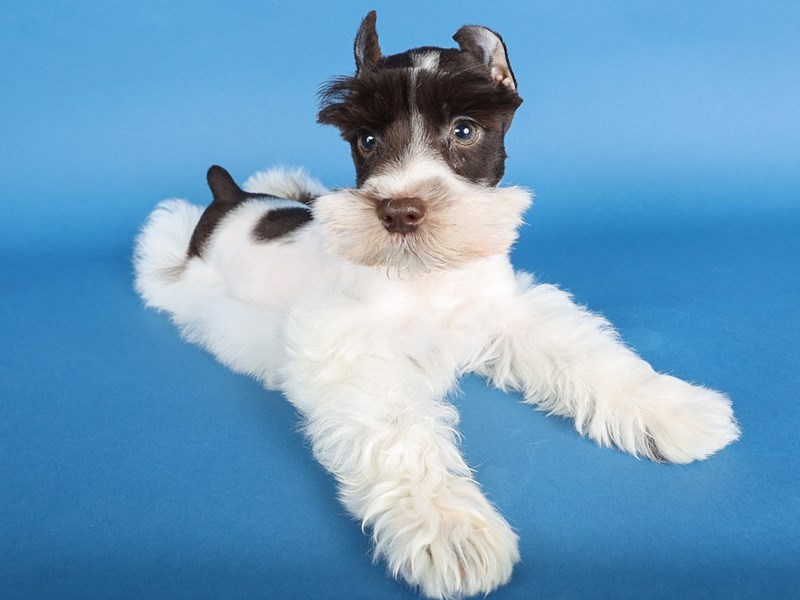 Miniature Schnauzer-Dog-Male-Chocolate/White-4103595-XO PUPS