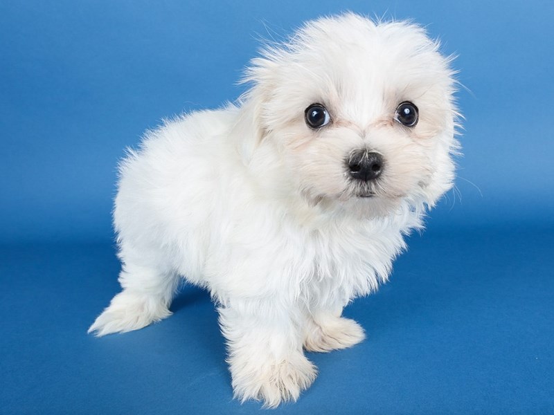 [#13693] White Male Maltese Puppies For Sale #2