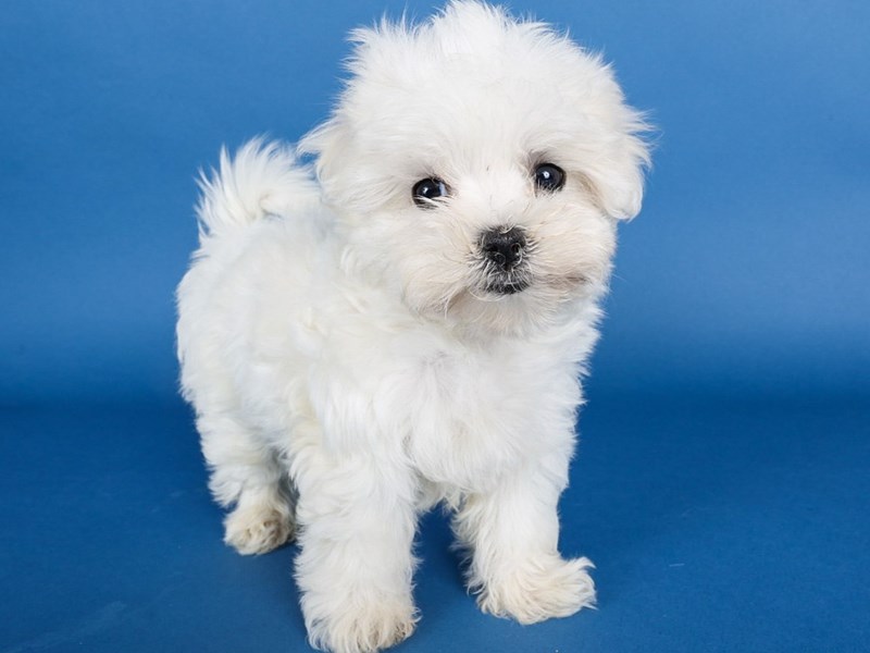 Maltese-Dog-Female-White-4121748-XO PUPS