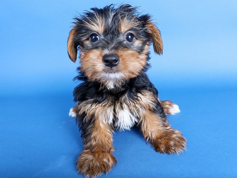 [#13699] Black/Tan Male Yorkshire Terrier Puppies For Sale