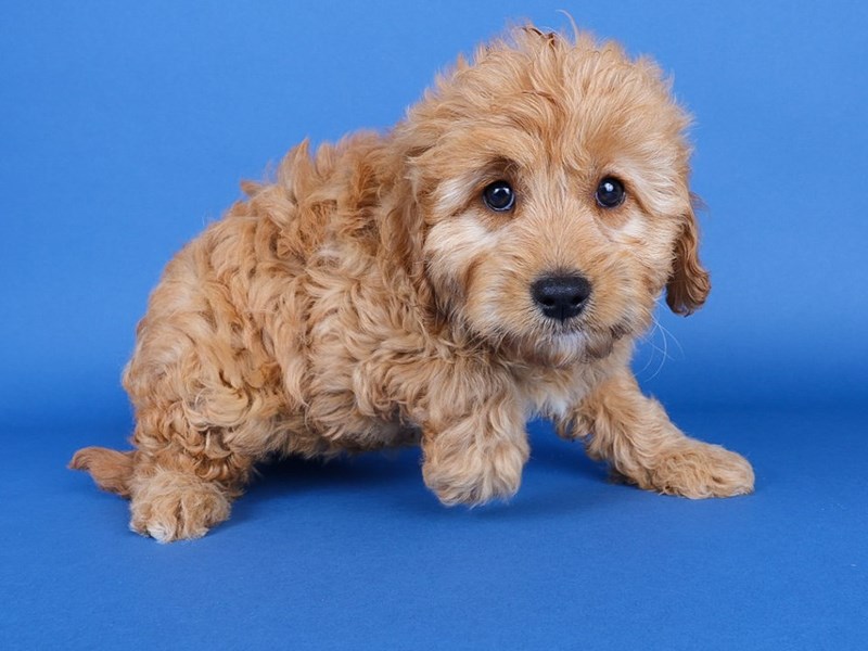 Miniature Goldendoodle-Dog-Female-Red-4128895-XO PUPS