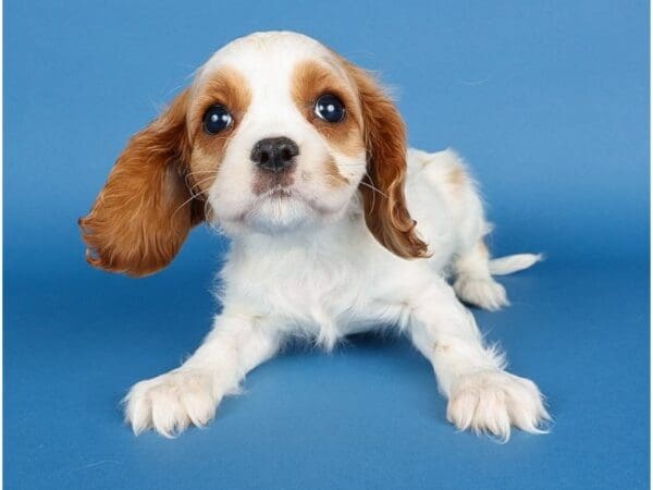[#13703] Blenheim Female Cockalier Puppies For Sale