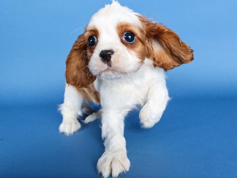 [#13704] Blenheim Male Cockalier Puppies For Sale #2