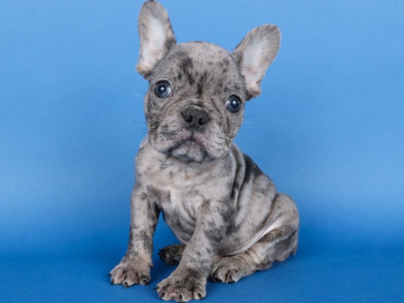 French Bulldog-Dog-Male-Blue Merle-4140075-XO PUPS