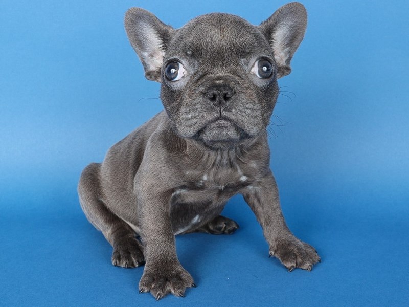 [#13708] Blue Female French Bulldog Puppies For Sale #2