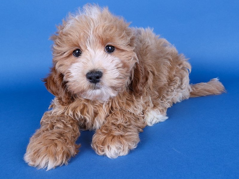 [#13705] Cream Male Shihpoo Puppies For Sale #2
