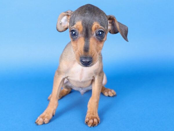 [#13713] Red/Rust Male Miniature Pinscher Puppies For Sale