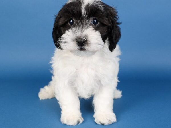 [#13715] White / Black Male Lhasapoo Puppies For Sale