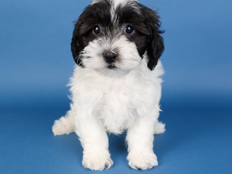 [#13715] White / Black Male Lhasapoo Puppies For Sale #2