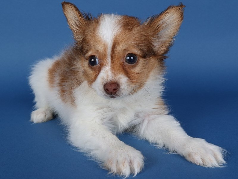 [#13716] Red / White Male Papillon Puppies For Sale #2