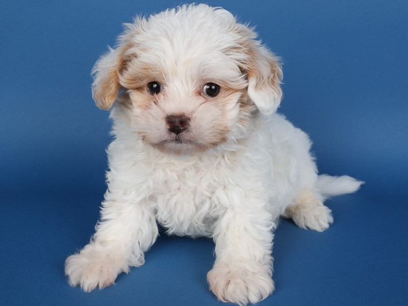 [#13717] White/Tan Male Shihpoo Puppies For Sale