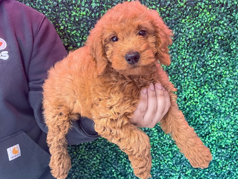 [#13718] Red Male Miniature Goldendoodle Puppies For Sale #3
