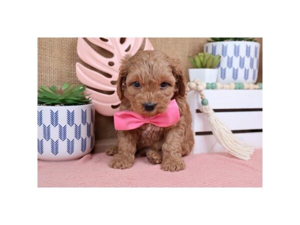 [#13720] Red Male Cavapoo Puppies For Sale