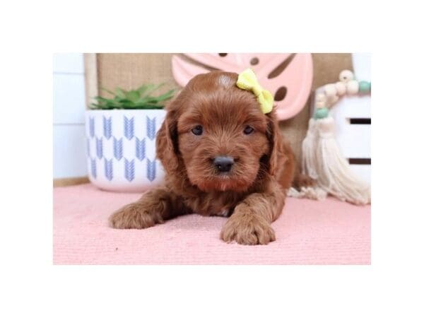[#13721] Red Female Cavapoo Puppies For Sale