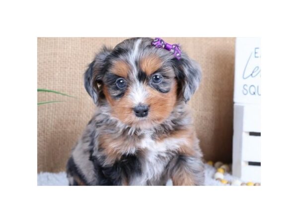 [#13722] Blue Merle Female Bernedoodle Mini Puppies For Sale