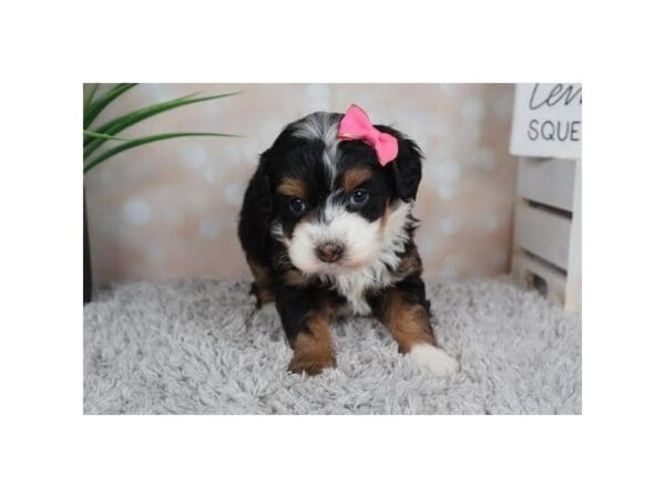 [#13726] Tri-Colored Female Bernedoodle Mini Puppies For Sale