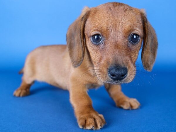 [#13672] Red Female Dachshund Puppies For Sale