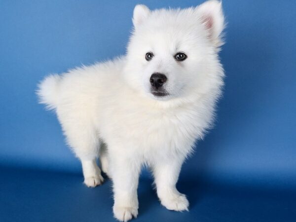 [#13674] White Female Pomsky Puppies For Sale