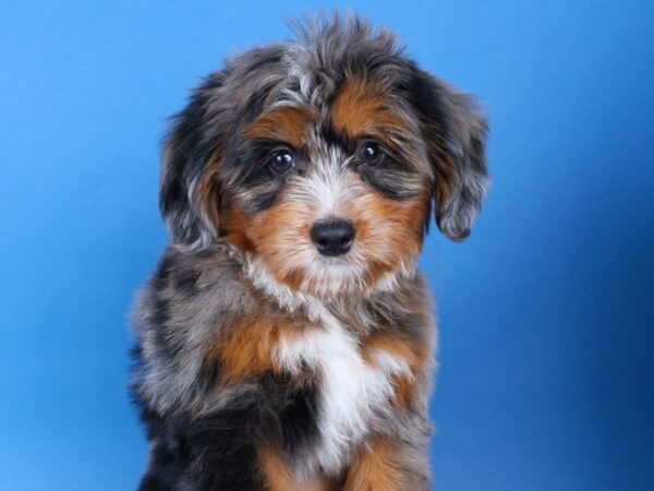 [#13722] Blue Merle Female Miniature Bernedoodle Puppies For Sale