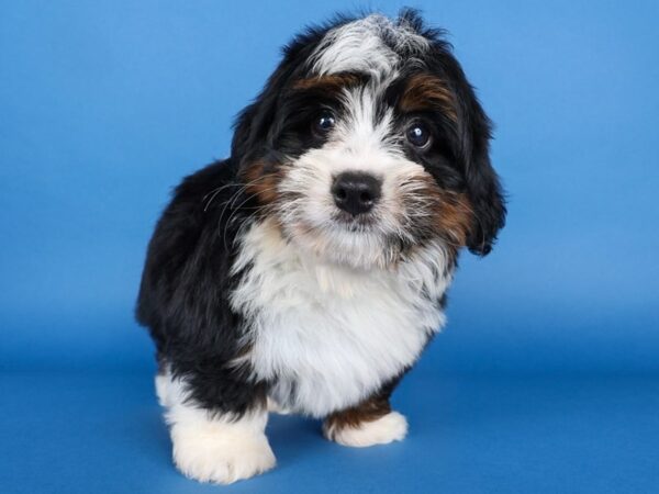 [#13723] Tri-Colored Male Miniature Bernedoodle Puppies For Sale