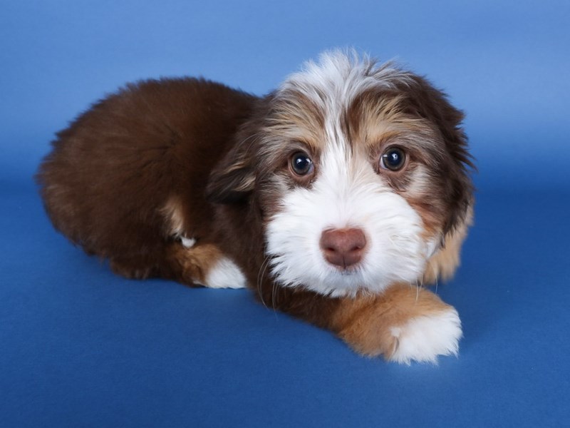 Miniature Bernedoodle-Dog-Female-Chocolate / Tan-4154321-XO PUPS