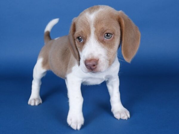 [#13730] Lemon/White Male Beagle Puppies For Sale