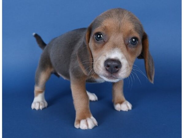 [#13731] Blue Female Beagle Puppies For Sale